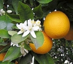 Orangen - Wellnesspaket
